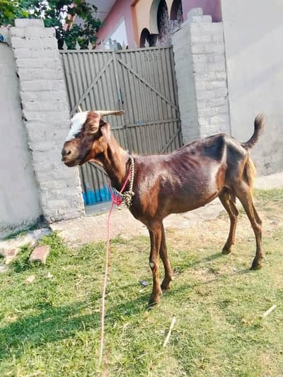 , 1 female with 3 month path