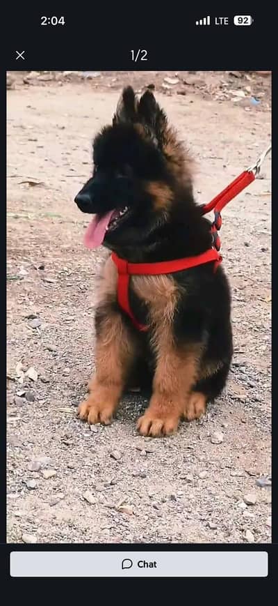 Quality German shepherd puppies contact  Whatsapp  03413177865