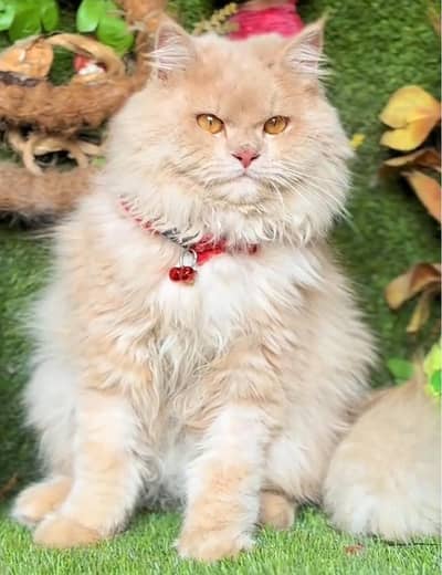 Persian cat  triple coat Punch face face WhatsApp number 03281008492