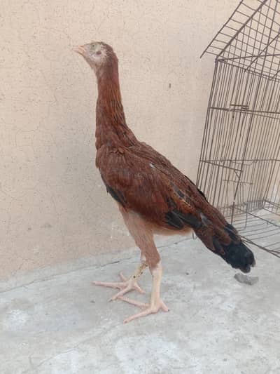 aseel Sindhi pathi for sale 03224186572