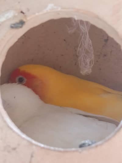6 box Cage sale 2 parrot Plus