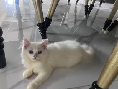 Persian Peki Kitten for sale