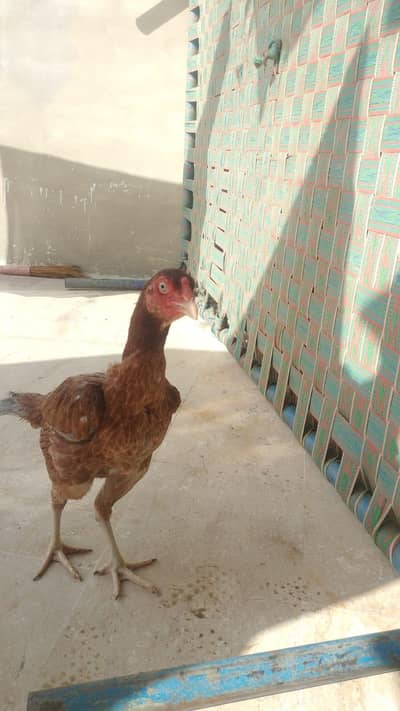 jhagiri aseel