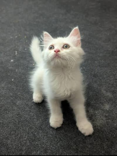 Persian white kittens