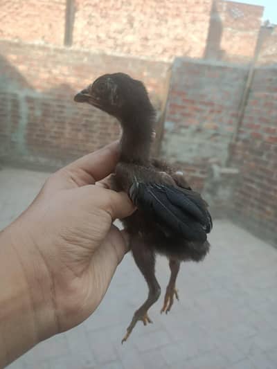 Thai chicks for sale 15chicks for sale