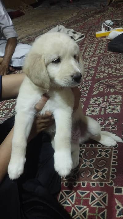 Golden Retriever puppy