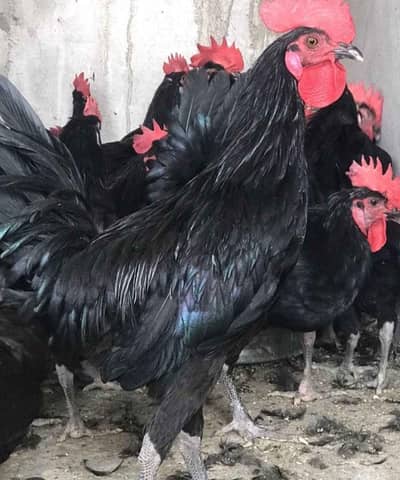 آسٹرالورپ چکس 3 ماہ