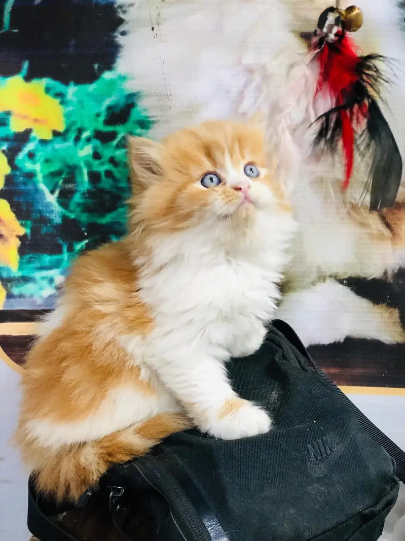 cash on delivery Persian Punch face triple coat cat Kitten — photo 8