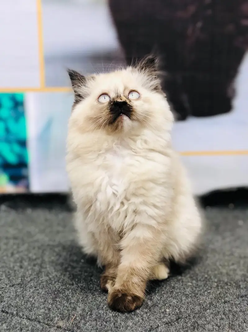 cash on delivery Persian Punch face triple coat cat Kitten — photo 10