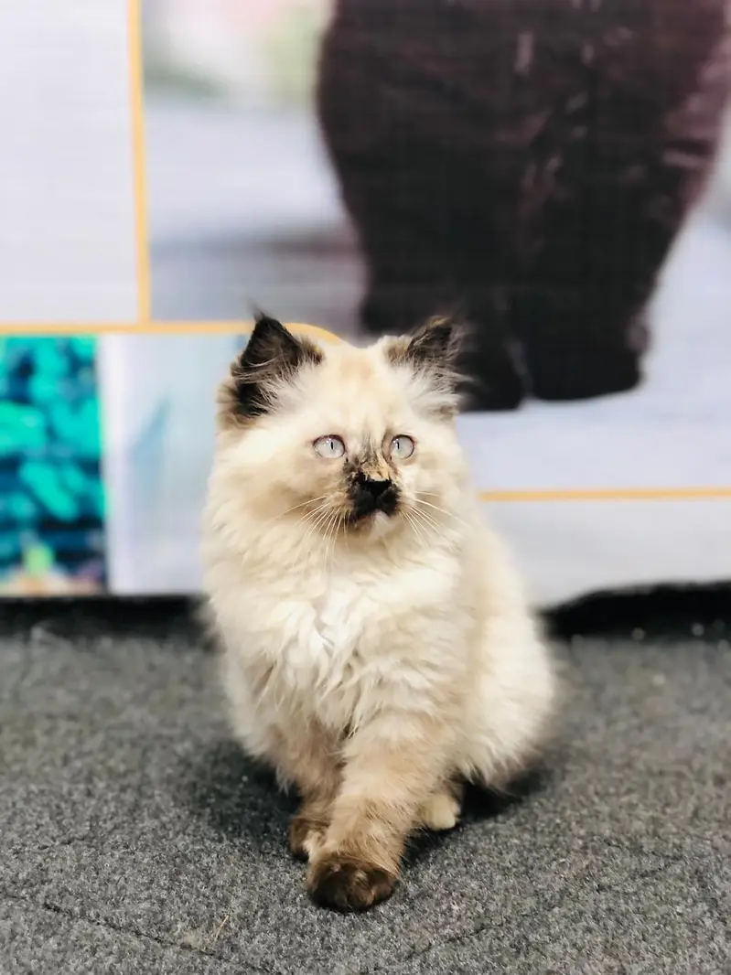 cash on delivery Persian Punch face triple coat cat Kitten — photo 11