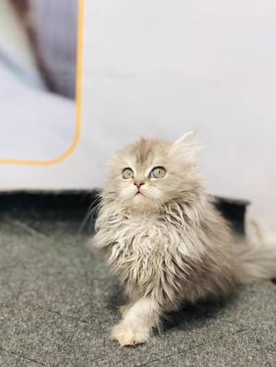 cash on delivery Persian Punch face triple coat cat Kitten