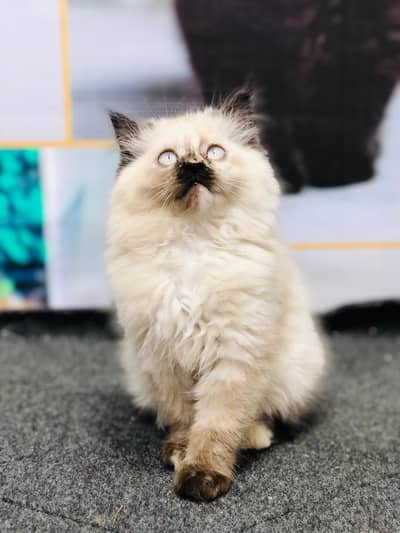 cash on delivery Persian Punch face triple coat cat Kitten
