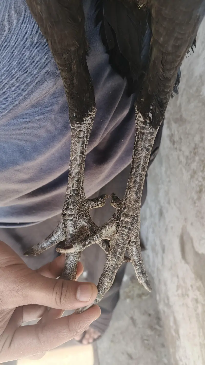 Thai Cross Aseel Madi — photo 4