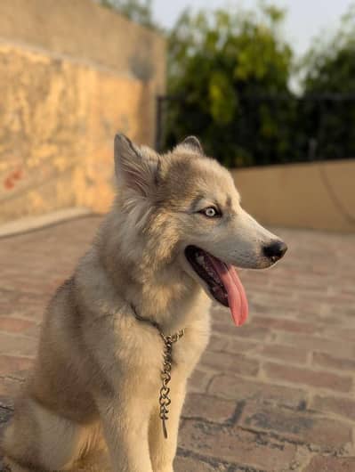 husky puppy for sale