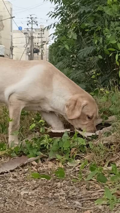 Pure lab for sale female