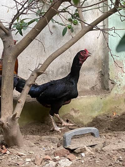 Thai pair and Chicks