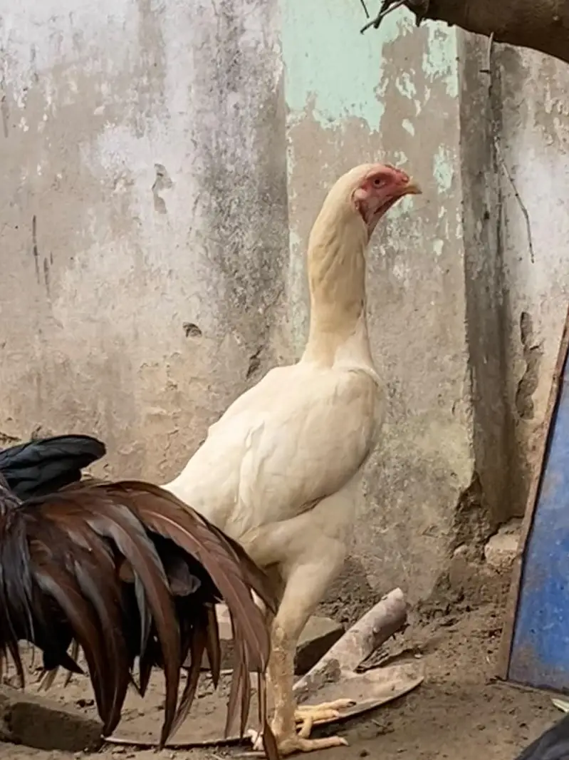 Thai pair and Chicks — photo 2