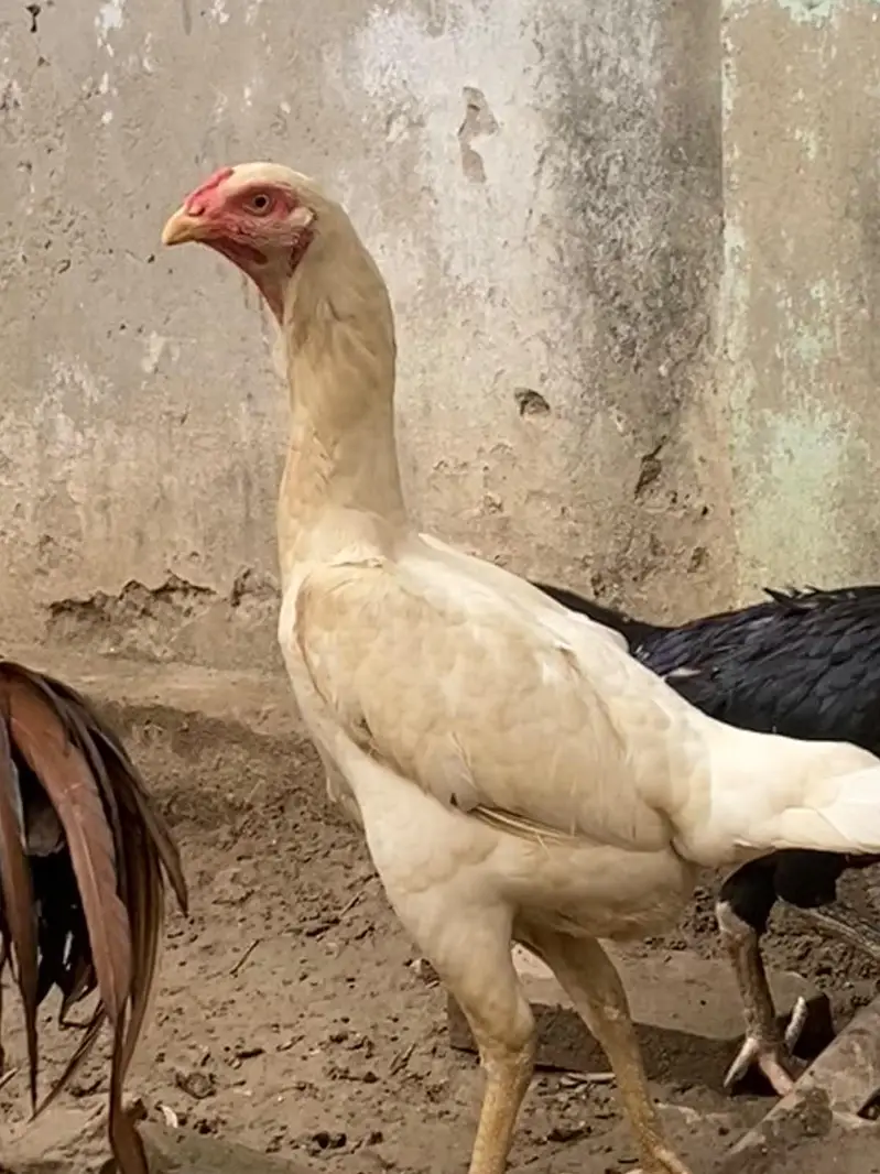 Thai pair and Chicks — photo 3