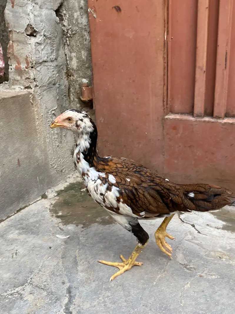 Thai pair and Chicks — photo 5