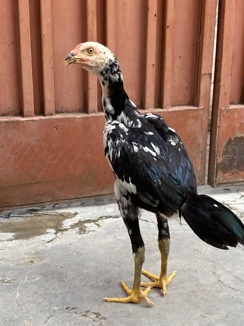 Thai pair and Chicks — photo 7