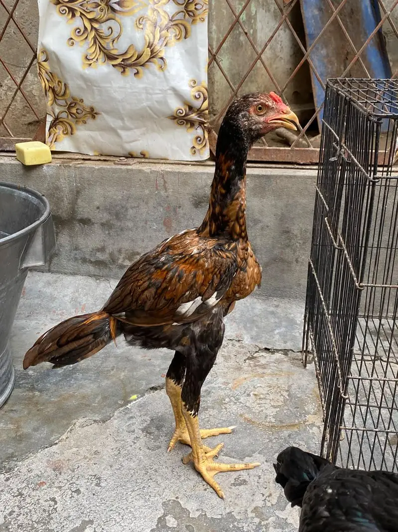 Thai pair and Chicks — photo 11