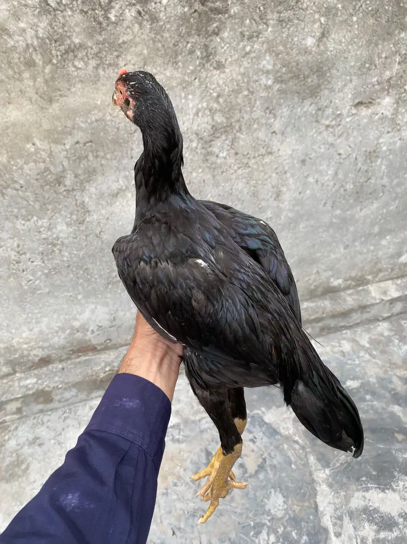 Thai pair and Chicks — photo 12