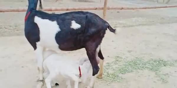 desi bakri for sale WhatsApp= 03226643435