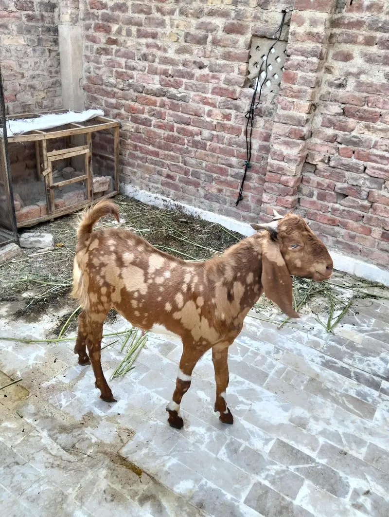 selling a bakra