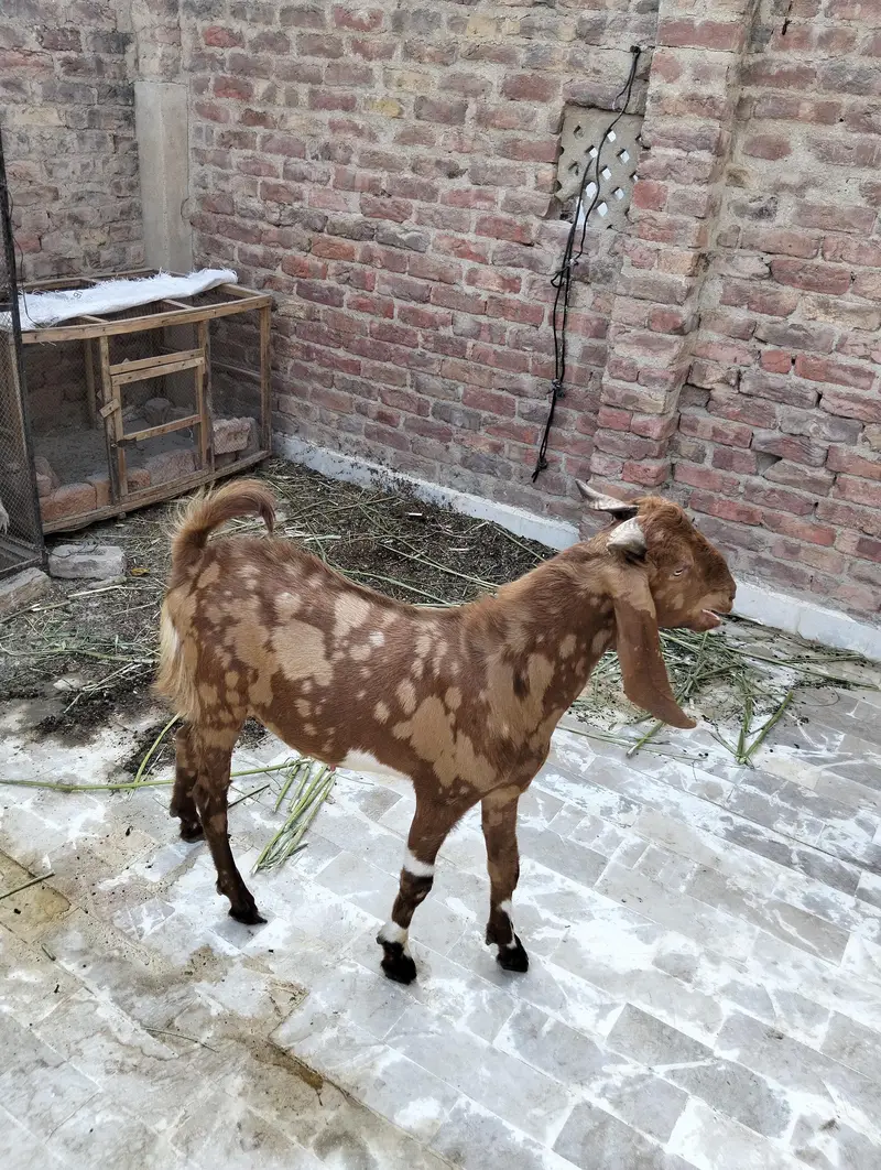 selling a bakra — photo 2