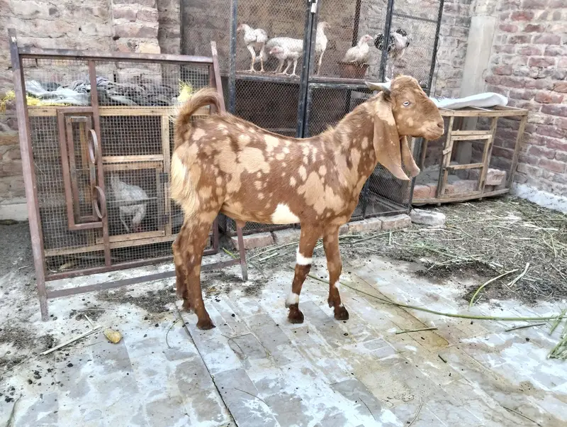 selling a bakra — photo 3