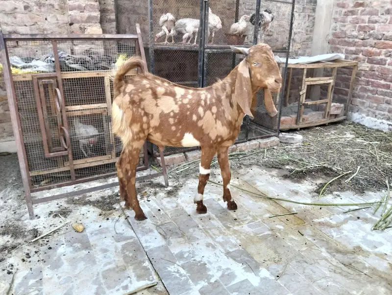selling a bakra — photo 4