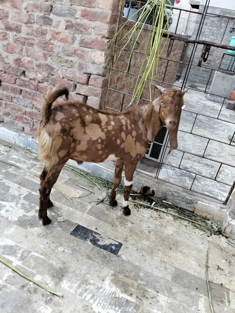 selling a bakra — photo 5