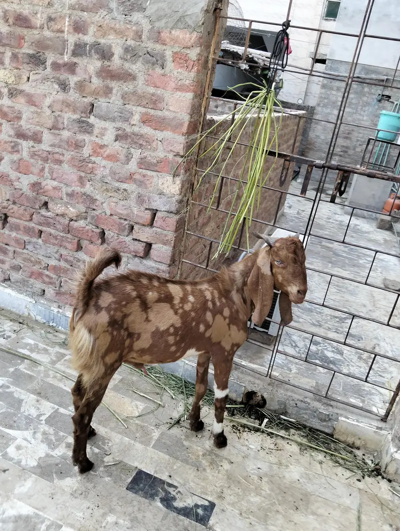 selling a bakra — photo 6