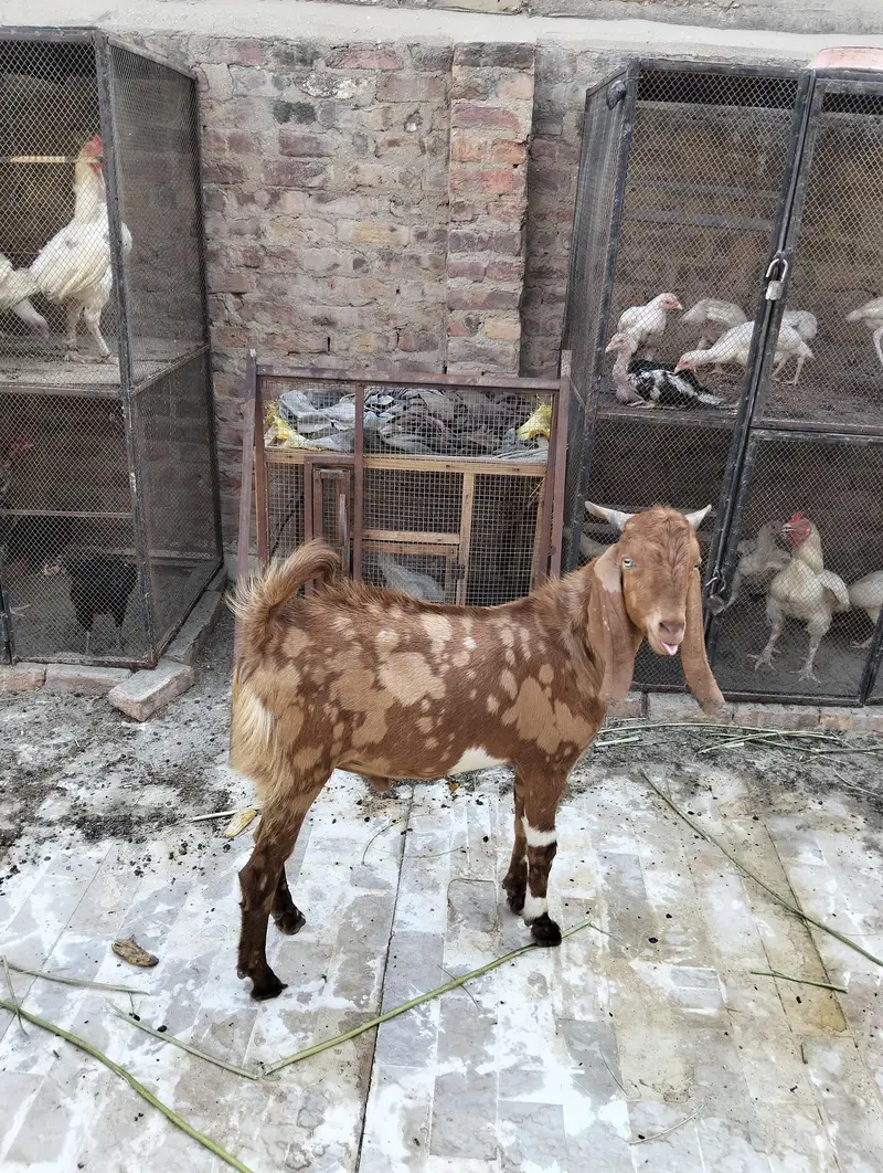 selling a bakra — photo 7