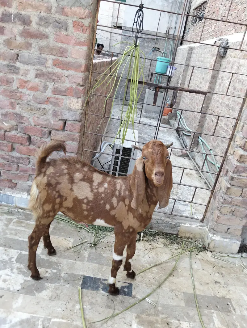 selling a bakra — photo 8