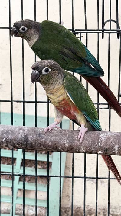Green cheek conure home breed mother feed self