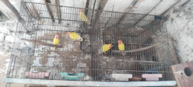 lution breeder pair , cages , box available