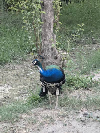 Indian Blue Black shouldered Peacock