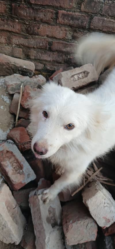 Russi dog for sale