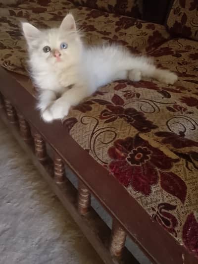Pure white Persian kitten / odd eyes Blu and grey / plafuly ful