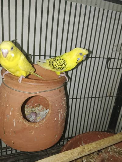 lemon tcb curst ma male or yellow ki female with for cahik