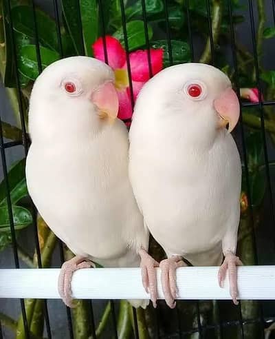Albino love bird pair