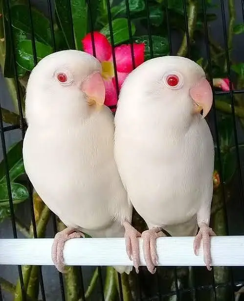 love bird pair