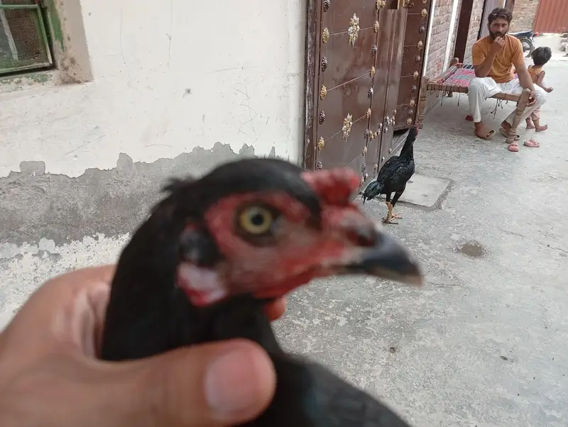 lohmnn brown pure male | breeder | ghar ka pala hua — photo 4