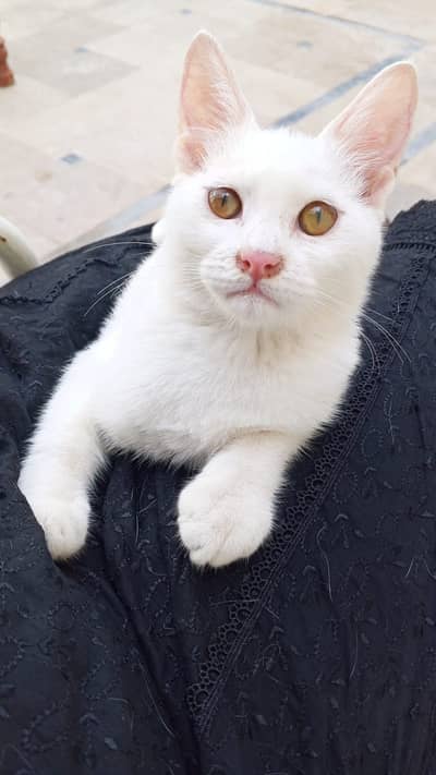 Two female cats for adoption. . . Single hair coated
