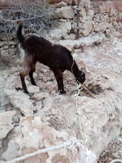 nachi Corsa female fresh 2 Dant