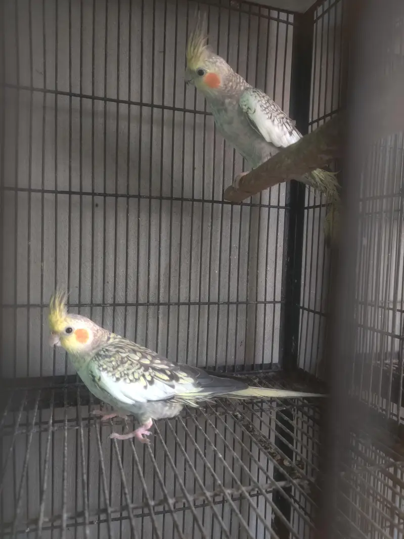 Mashallah high red factor  yellow sided conure non dna piece — photo 3