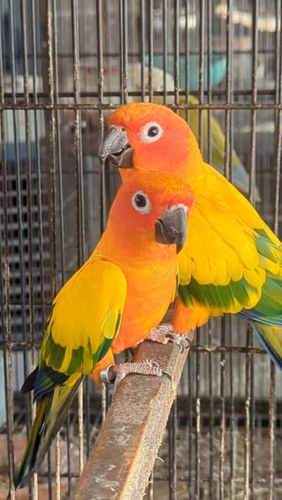 sun conure pair