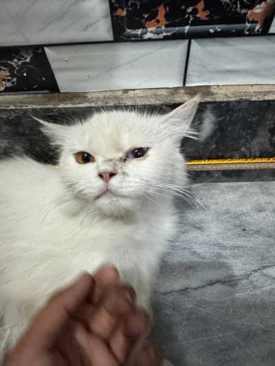 persian white cat double color eyes cat