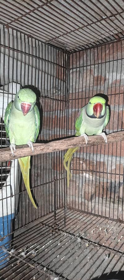 Raw parrots